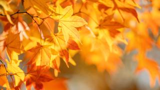 November v ŠKD Cvičelová