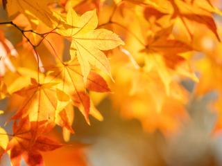 November v ŠKD Cvičelová